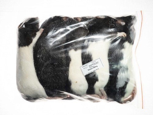 Szczur mrożony  300g+  (5szt/opak)